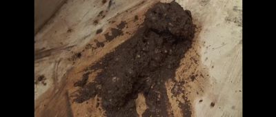 Croc poo - The Crocodile Hunter: Collision Course