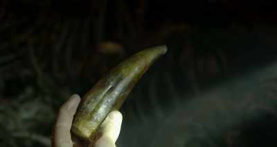 Crocodiles and alligators
can regrow lost teeth - Lake Placid: Legacy