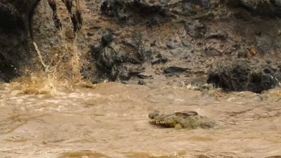 Crocodiles aren't the only danger. - A Year on Planet Earth