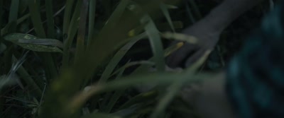 [crow cawing] - Wolf Garden