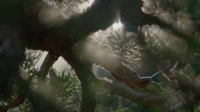 (crow cawing) - Trees and Other Entanglements
