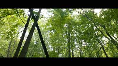 [crow cawing] - Tell Me a Story