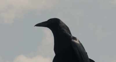 (crow caws) - Dark Night of the Scarecrow 2