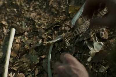 Crow feathers, - Britannia