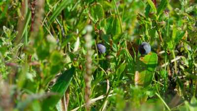 Crowberries. - Wild Babies