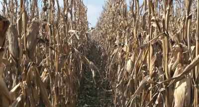 (crows caw)
(cornstalks rustle) - Dark Night of the Scarecrow 2