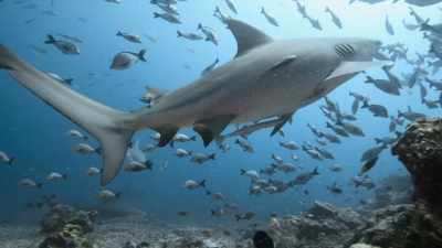 Cu glande speciale lângă coadă, - Baby Sharks