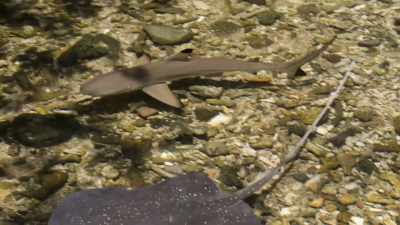 Cu o lungime de 50 cm, - Baby Sharks