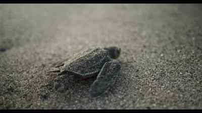 Cuando una tortuga nace, - The Honorable Shyne