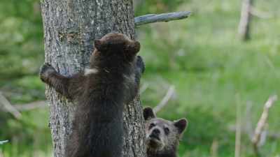 [cub groans] - Epic Yellowstone
