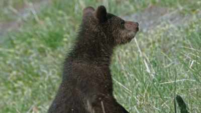 [cub groans] - Epic Yellowstone