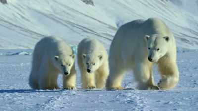 Cubs are growing up underweight, - Our Planet