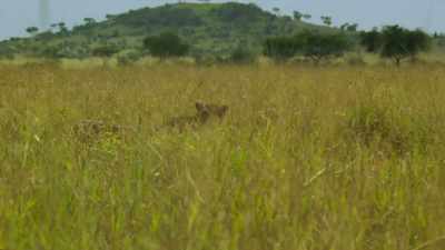 CUBS CHIRP - Serengeti
