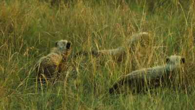 CUBS CHIRP - Serengeti
