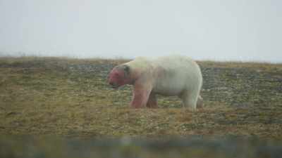 Cubs left by themselves - Frozen Planet II