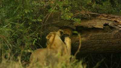 CUBS SQUEAK AND CHIRP - Serengeti