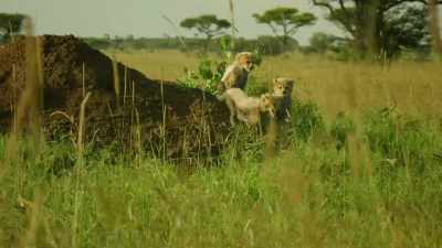 CUBS SQUEAK - Serengeti