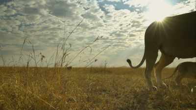 CUBS SQUEAK - Serengeti