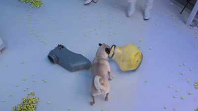 'Cuda, no! Heel! Stop, 'Cuda! - Saving Bikini Bottom: The Sandy Cheeks Movie
