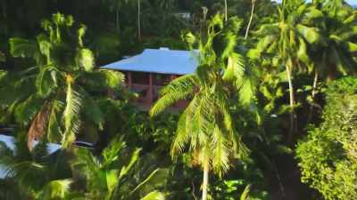 (CURIOUS MUSIC) - FBOY Island NZ