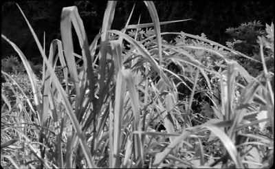 Curious, something resists in you. - The Wild Boys