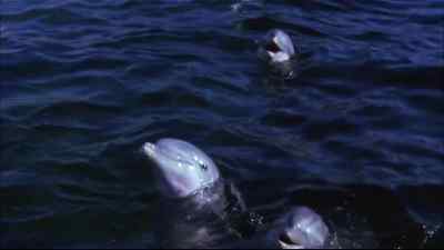 Curiously,
they seemed at times - Flipper