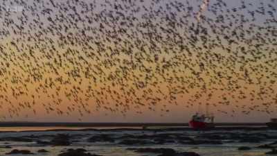 CURLEWS CALL - Wild Isles