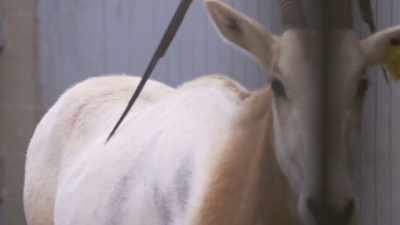 Curt: Even if the vets
will clear babe to go out, - Secrets of the Zoo