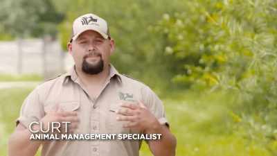 Curt: I want babe to go
back out to the herd - Secrets of the Zoo