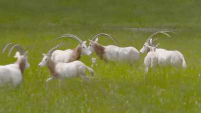 Curt: ...If any horn gets shown
to anybody here. - Secrets of the Zoo