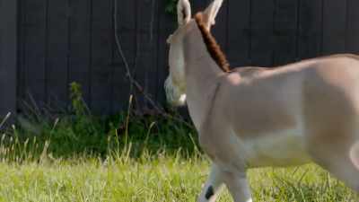 Curt: It's fun to see krypto
run around this yard, - Secrets of the Zoo