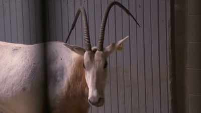 Curt: Now we have
babe and her calf - Secrets of the Zoo