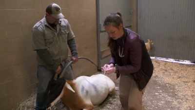 Curt: Once the vets give
these reversals to babe, - Secrets of the Zoo