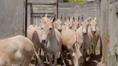  Curt (over radio): 10-4. - Secrets of the Zoo