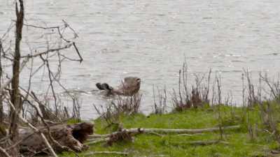 Curt: She just plops right in,
she's diving around, - Secrets of the Zoo