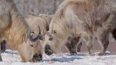 Curt: She'll be
a first-time mom this year, - Secrets of the Zoo