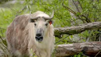 Curt: This is takin territory. - Secrets of the Zoo