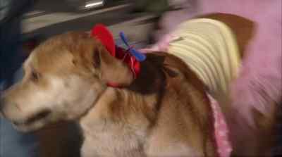 CUT HIM OFF!
CUT HIM OFF! - Life Is Ruff