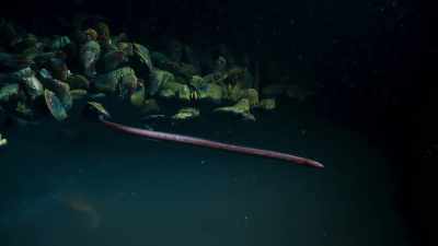 Cutthroat eels, scavengers, - Blue Planet II