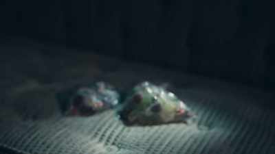  Dad comes inside with a bag
 of individually-wrapped candy - Phrogging: Hider in My House
