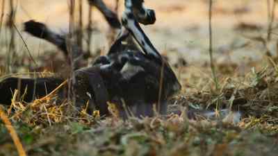 Dad Sarge and the other hunters
get ready for the hunt - Predators