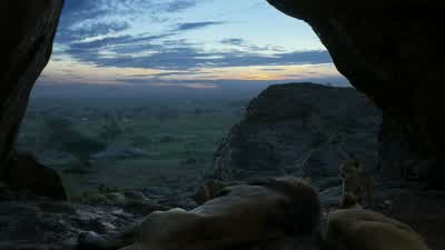 Dad, you awake? - The Lion King