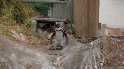 Daddy's home, - Penguin Town