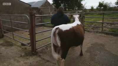 Daisy is an Irish Moiled, a rare
breed producing beef and milk. - Mountain Vets