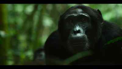 Damien has been with Rollins
his whole life. - Chimp Empire