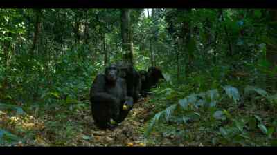 Damien has discovered something. - Chimp Empire