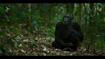 Damien is his younger brother. - Chimp Empire