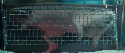 Ha Damn rat's breathin' that shitThat is no bullshit hands down the goddamnedest thing I ever saw - The Abyss