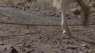 DAMN! - Wagons East