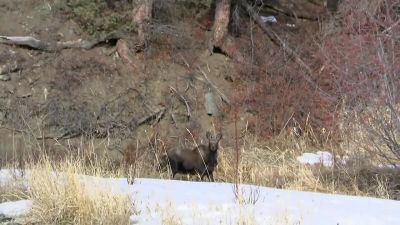 Damn, there's a moose
right there. - Naked and Afraid